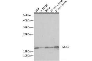 Western blot analysis of extracts of various cell lines using MCEE Polyclonal Antibody at dilution of 1:1000. (MCEE antibody)