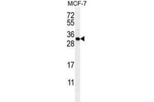 C1QL4 Antibody (N-term) western blot analysis in MCF-7 cell line lysates (35µg/lane). (C1QL4 antibody  (N-Term))