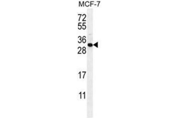 C1QL4 antibody  (N-Term)