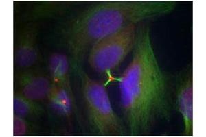 Immunofluorescence staining of methanol-fixed Hela cells using Histone H3. (HIST1H3A antibody  (pSer10))