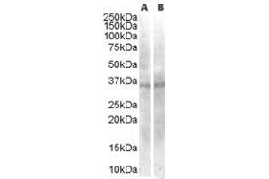 ABIN184715 staining (0. (WNT4 antibody  (Internal Region))