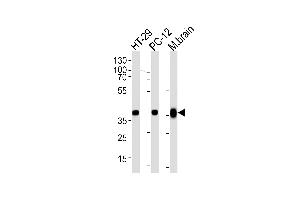 Western blot analysis of lysates from HT-29, PC-12 cell line and mouse brain tissue lysate (from left to right), using P1CB Antibody (C-term) (ABIN657795 and ABIN2846768). (PPP1CB antibody  (C-Term))