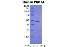 SDS-PAGE (SDS) image for Peroxiredoxin 4 (PRDX4) (AA 6-249) protein (His tag) (ABIN1877952) (Peroxiredoxin 4 Protein (PRDX4) (AA 6-249) (His tag))
