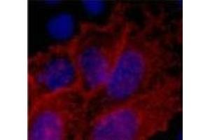 Immunofluorescence analysis of 293 cells transfected with a V5 tag protein tissue using V5-Tag Monoclonal Antibody at dilution of 1:2000. (V5 Epitope Tag antibody)