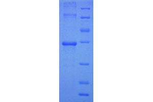 Ubiquinol-Cytochrome C Reductase, Complex III Subunit XI (UQCR11) (AA 1-56), (full length) protein (GST tag) (UQCR11 Protein (AA 1-56, full length) (GST tag))