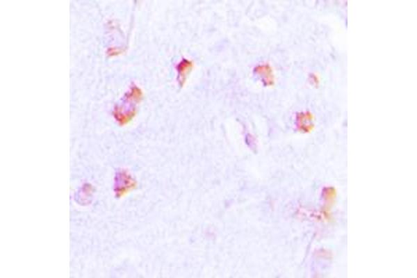 COL20A1 antibody  (C-Term)