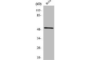 RSAD1 antibody  (Internal Region)