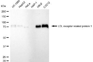 Western blotting analysis using LDL receptor related protein 1 antibody (ABIN7799282). (Recombinant LRP1 antibody)