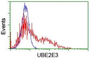 Image no. 2 for anti-Ubiquitin-Conjugating Enzyme E2E 3 (UBE2E3) antibody (ABIN1501623) (UBE2E3 antibody)