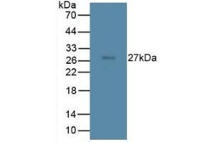 Mouse Capture antibody from the kit in WB with Positive Control: Mouse testis lysate. (TMEM27 ELISA Kit)