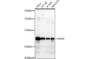 Western blot analysis of extracts of various cell lines, using KRAS antibody (ABIN3021676, ABIN3021677, ABIN3021678, ABIN1513137 and ABIN1514282) at 1:1000 dilution. (K-RAS antibody)