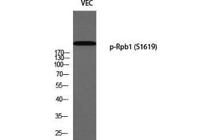 Western Blot (WB) analysis of VEC using p-Rpb1 (S1619) antibody. (POLR2A/RPB1 antibody  (pSer1619))