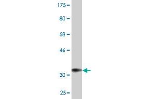 CTLA4 antibody  (AA 36-135)