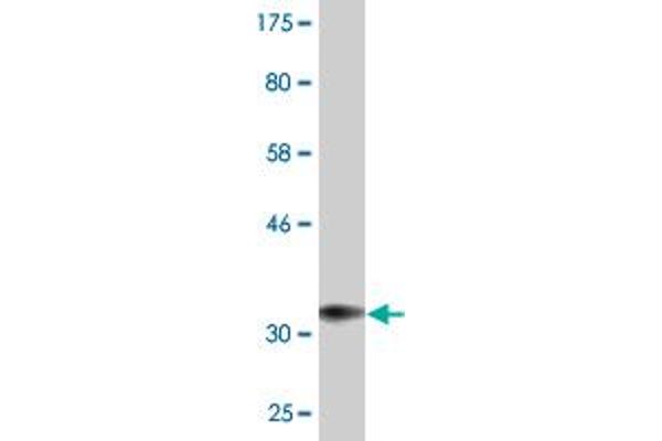 CTLA4 antibody  (AA 36-135)