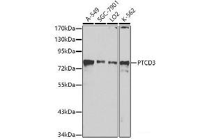 Western blot analysis of extracts of various cell lines using PTCD3 Polyclonal Antibody at dilution of 1:1000. (PTCD3 antibody)