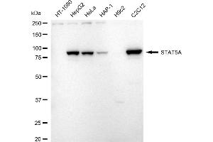 Western blotting analysis using STAT5A antibody (ABIN7800347). (Recombinant STAT5A antibody)