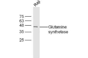 Raji cell lysates probed with Rabbit Anti-Glutamine synthetase Polyclonal Antibody, Unconjugated  at 1:500 for 90 min at 37˚C.