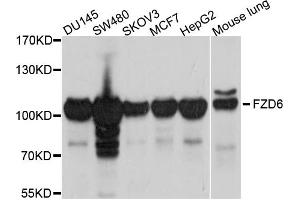 Western blot analysis of extracts of various cell lines, using FZD6 antibody (ABIN5997760) at 1/1000 dilution. (FZD6 antibody)