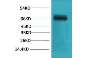 Western Blotting (WB) image for anti-Bovine Serum Albumin (BSA) antibody (ABIN3181583)