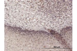 Immunoperoxidase of purified MaxPab antibody to TH1L on formalin-fixed paraffin-embedded human esophagus. (TH1-Like antibody  (AA 1-590))