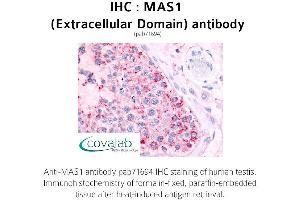 Image no. 1 for anti-MAS1 Oncogene (MAS1) (2nd Extracellular Domain) antibody (ABIN1736772) (MAS1 antibody  (2nd Extracellular Domain))