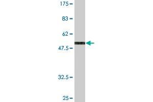 Western Blot detection against Immunogen (56. (MTAP antibody  (AA 1-283))