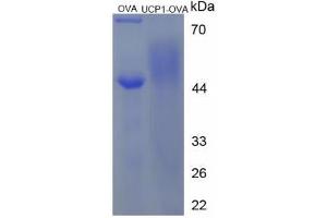 Image no. 1 for Uncoupling Protein 1 (Mitochondrial, Proton Carrier) (UCP1) (AA 288-303) peptide (Ovalbumin) (ABIN5666399) (Uncoupling Protein 1 (Mitochondrial, Proton Carrier) (UCP1) (AA 288-303) peptide (Ovalbumin))