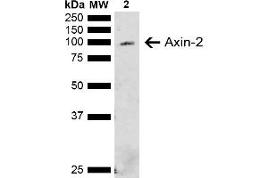 Western blot analysis of Rat Liver showing detection of ~93. (AXIN2 antibody  (AA 420-520) (Atto 390))