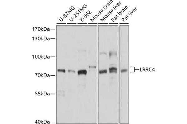 LRRC4 antibody  (AA 544-653)