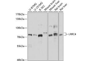 Western blot analysis of extracts of various cell lines, using LRRC4 antibody (ABIN6133394, ABIN6143343, ABIN6143344 and ABIN6214532) at 1:1000 dilution. (LRRC4 antibody  (AA 544-653))