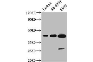 Western blot All lanes: NSUN4 antibody at 0. (NSUN4 antibody  (AA 26-284))