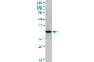 Esterase D antibody  (AA 183-281)