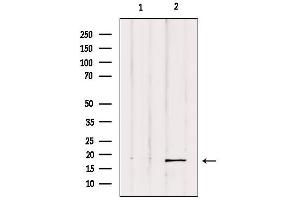 Western blot analysis of extracts from Hela, using UBD Antibody. (UBD antibody  (Internal Region))