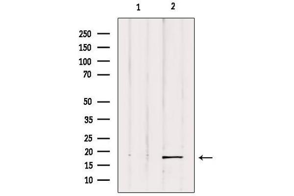 UBD antibody  (Internal Region)