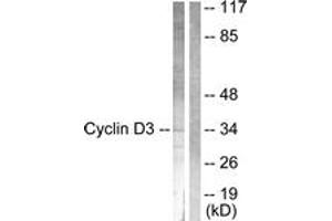 Western blot analysis of extracts from COS7 cells, treated with Forskolin 40nM 30', using Cyclin D3 (Ab-283) Antibody. (Cyclin D3 antibody  (AA 243-292))