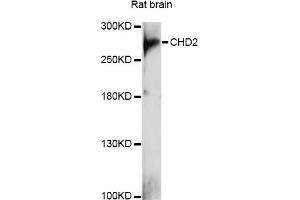 Western blot analysis of extracts of rat brain, using CHD2 antibody (ABIN6290190) at 1:1000 dilution. (CHD2 antibody)