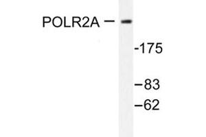 Image no. 1 for anti-RNA Polymerase II Subunit RPB1 (POLR2A) antibody (ABIN271906)
