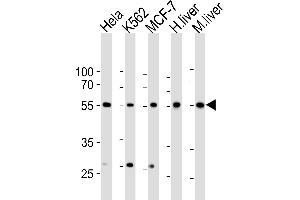 Western blot analysis of lysates from Hela, K562, MCF-7 cell line, human liver, mouse liver tissue lysate(from left to right), using BR1A Antibody (A13) f.