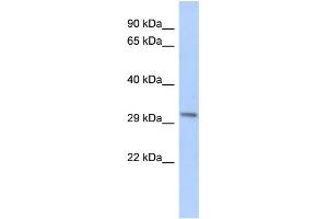WB Suggested Anti-RPESP Antibody Titration: 0. (RPESP antibody  (Middle Region))
