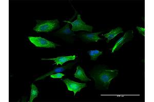 Immunofluorescence of purified MaxPab antibody to S100A10 on HeLa cell. (S100A10 antibody  (AA 1-97))