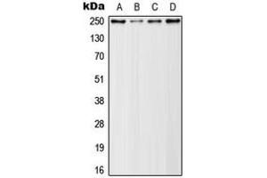 Western blot analysis of Rpb1 CTD (pSer5) expression in HeLa (A), A431 (B), NIH3T3 (C), PC12 (D) whole cell lysates. (Rpb1 CTD antibody  (C-Term, pSer5))