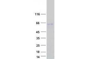 Validation with Western Blot (SP5 Protein (Myc-DYKDDDDK Tag))