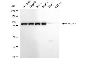 anti-Vacuolar Protein Sorting 18 Homolog (VPS18) antibody