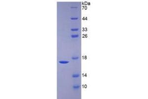 SDS-PAGE analysis of Human BMP6 Protein.