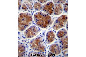 TFCP2L1 Antibody (Center) (ABIN657290 and ABIN2846376) immunohistochemistry analysis in formalin fixed and paraffin embedded human stomach tissue followed by peroxidase conjugation of the secondary antibody and DAB staining. (TFCP2L1 antibody  (AA 222-251))