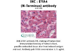 Image no. 1 for anti-Eyes Absent Homolog 4 (EYA4) (N-Term) antibody (ABIN1734196) (EYA4 antibody  (N-Term))