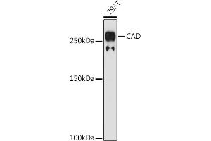 Western blot analysis of extracts of 293T cells, using CAD antibody (ABIN7266064) at 1:1000 dilution. (CAD antibody)