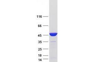 Validation with Western Blot (PAICS Protein (Transcript Variant 3) (Myc-DYKDDDDK Tag))