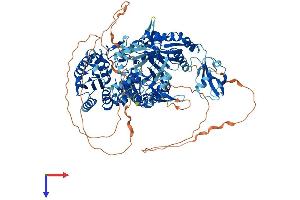 AlphaFold protein structure predicition of Mouse Recombinant Piwil2 Protein, UniprotID Q8CDG1 (PIWIL2 Protein (AA 1-971) (His tag))