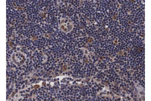 PDZD2 antibody  (N-Term)